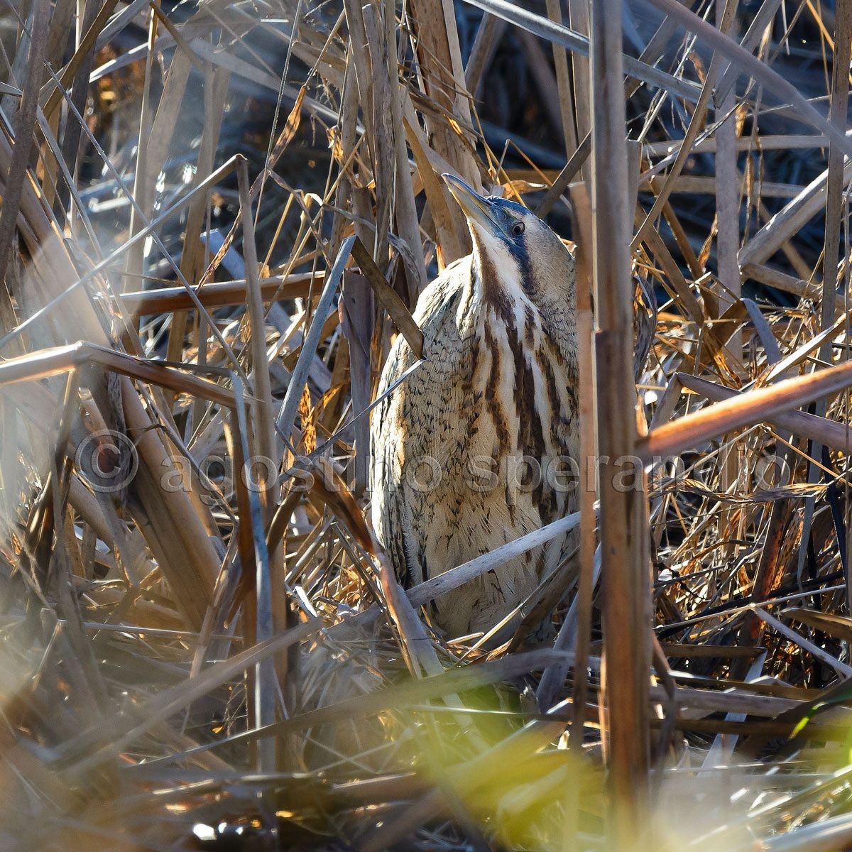 Shy bittern