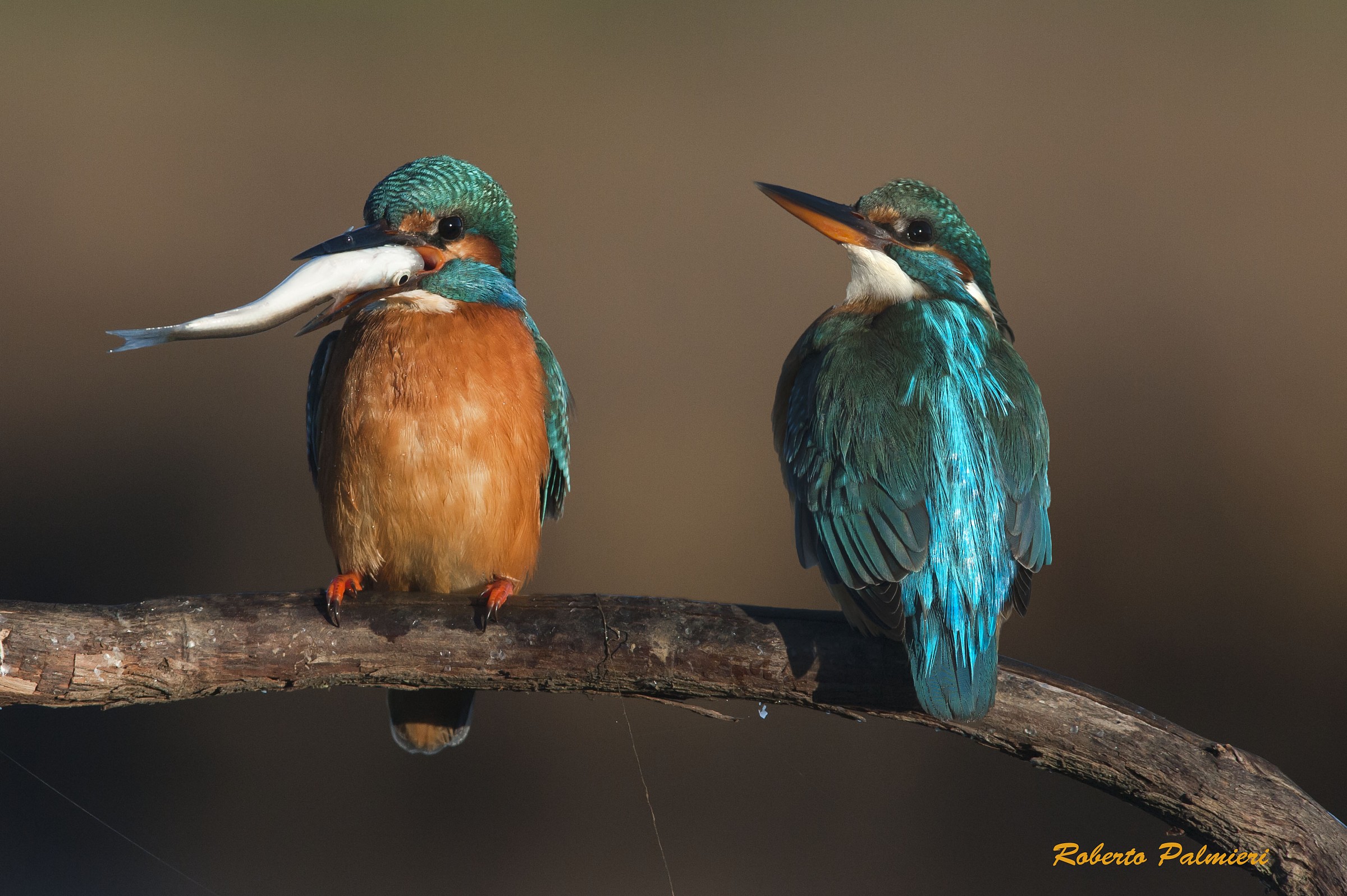 Ccoppia kingfisher female