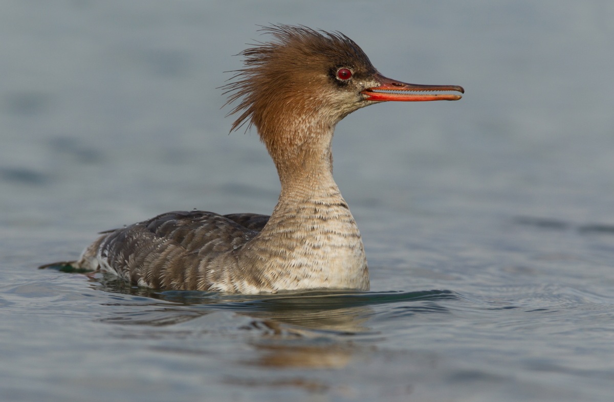 red-breasted merganser