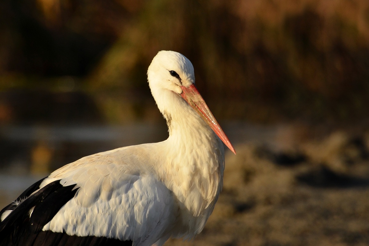primo piano di cicogna bianca