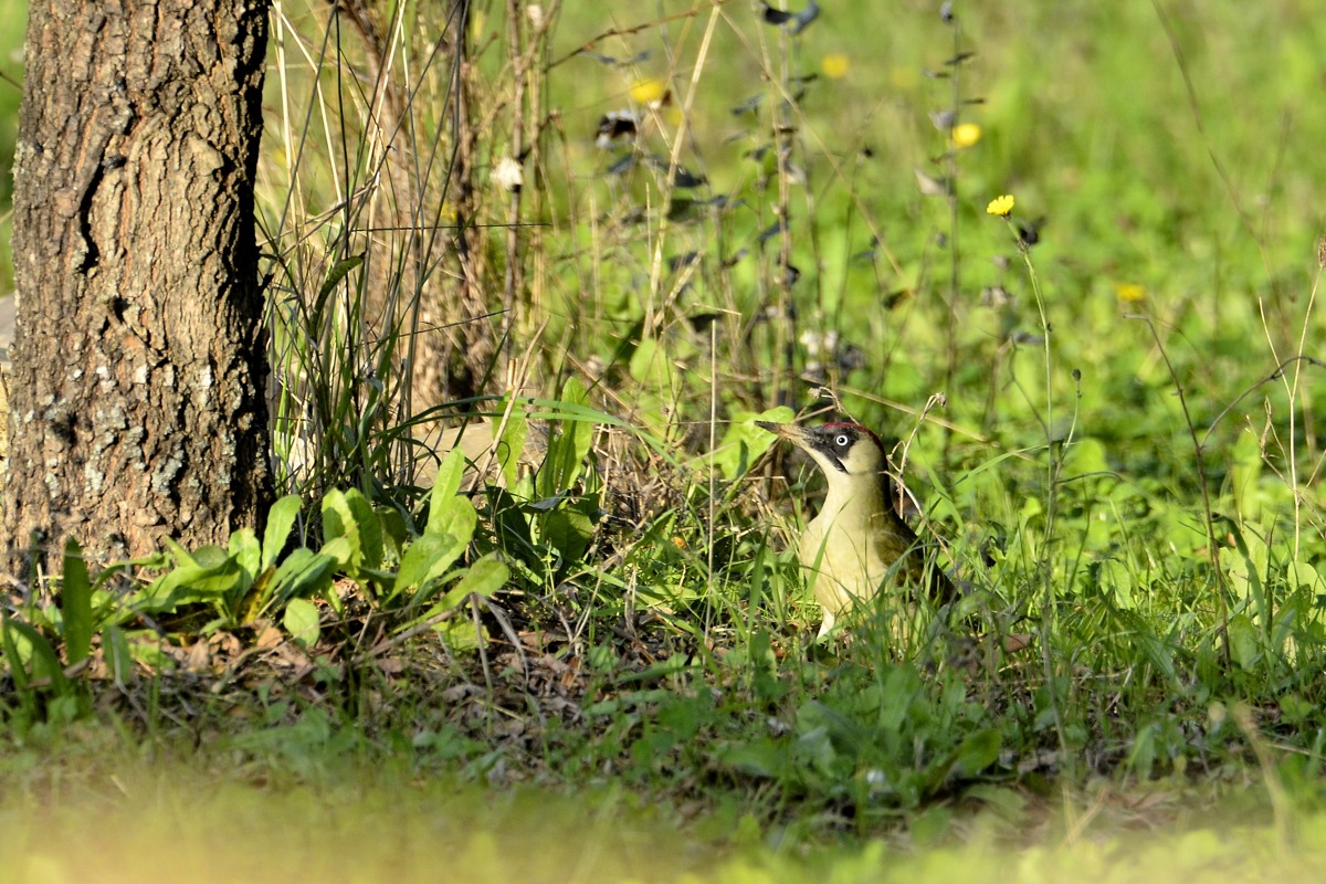picchio verde ambientato