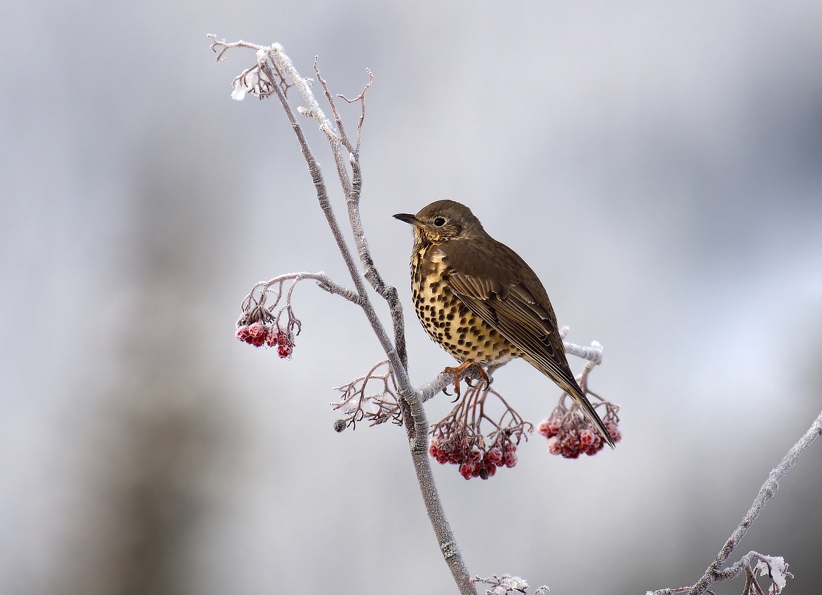 Mistle Thrush