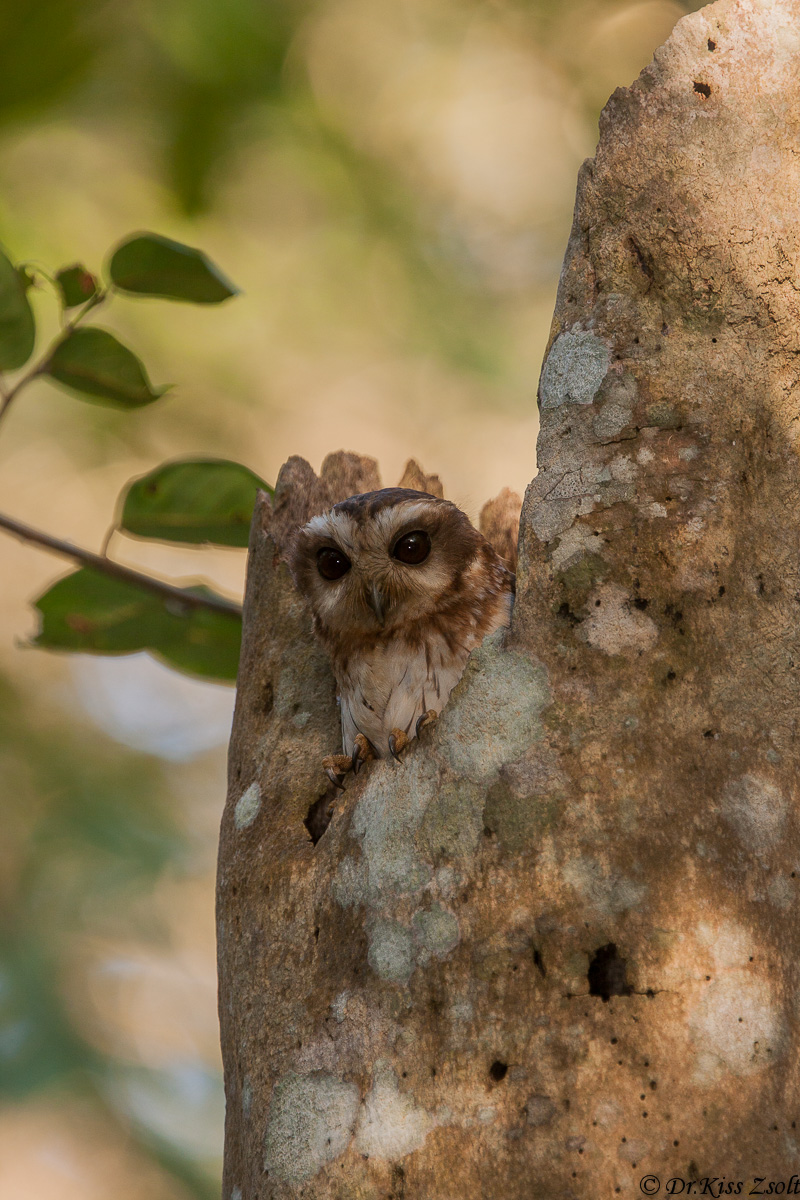 Cuban Screech Owl