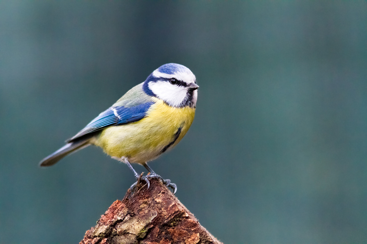 Blue Tit