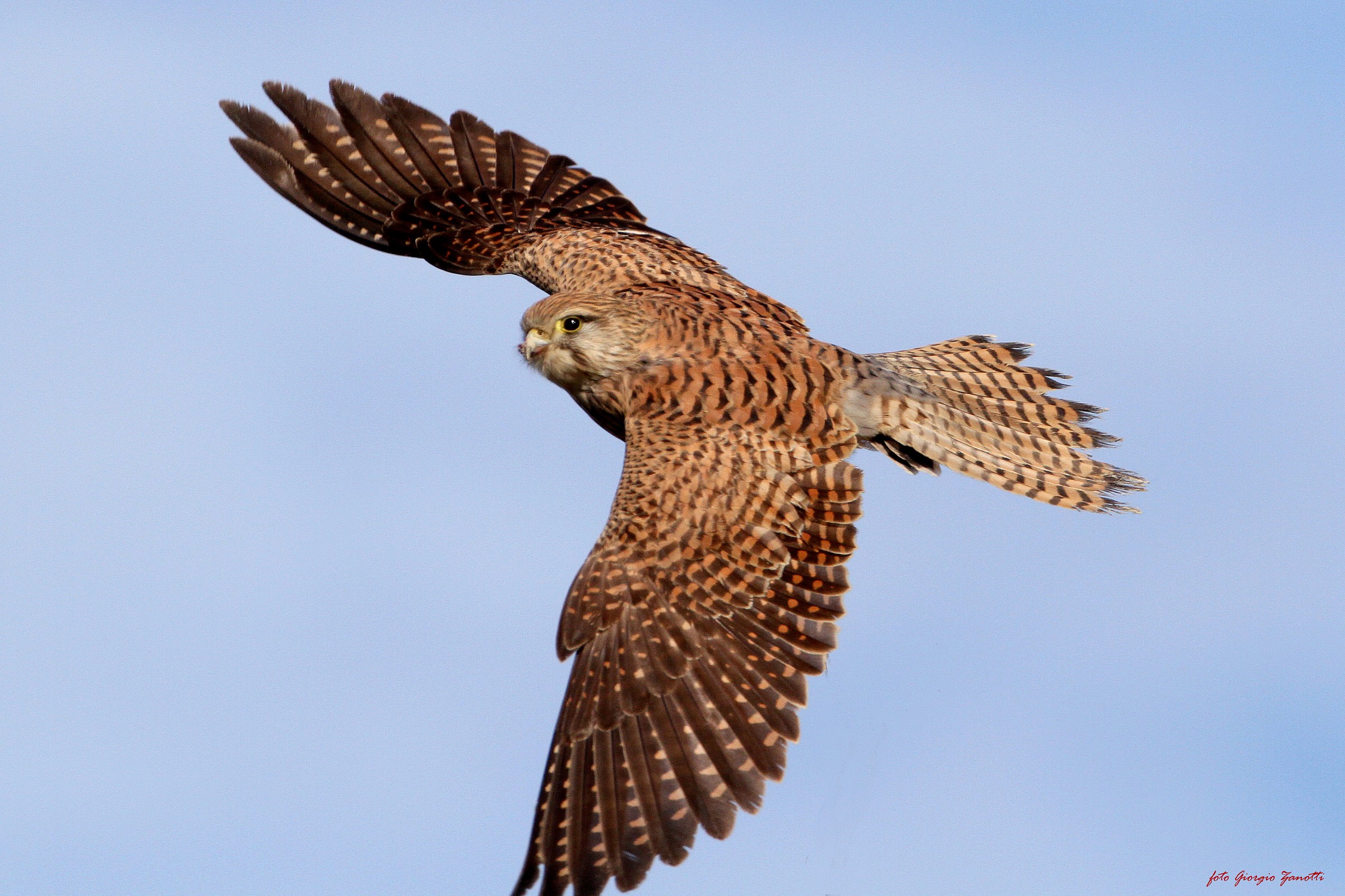 Kestrel