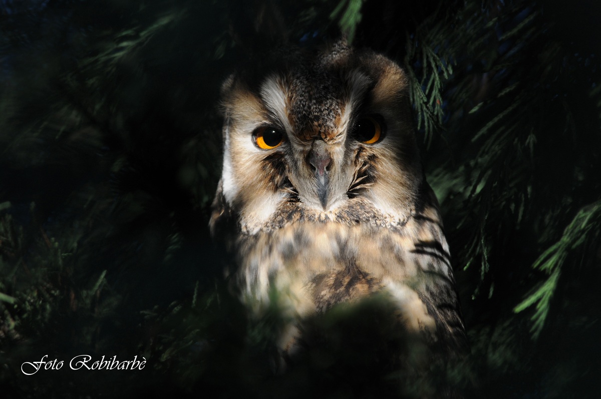 Baciato dal sole .....