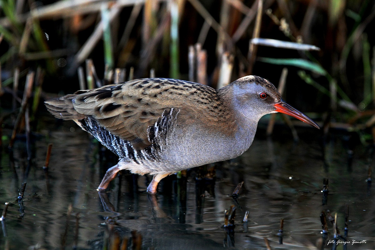 Water Rail.