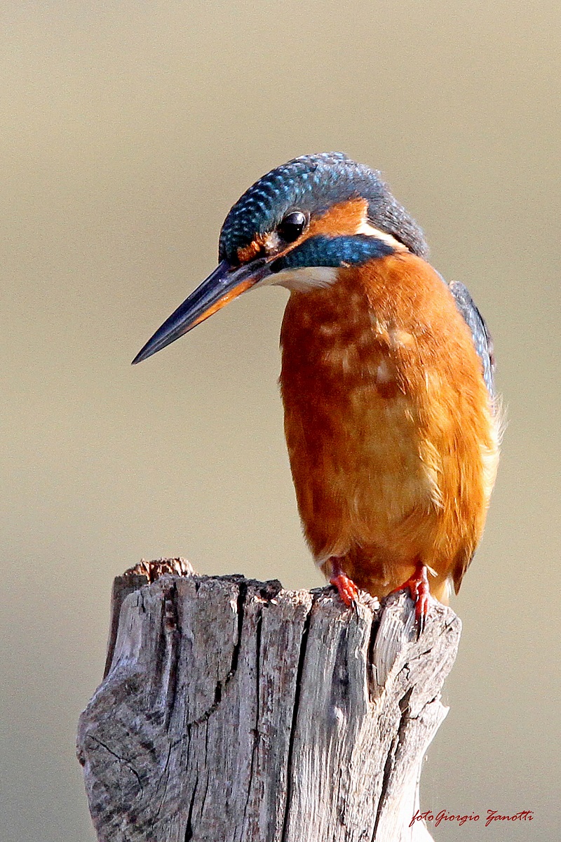 Kingfisher.