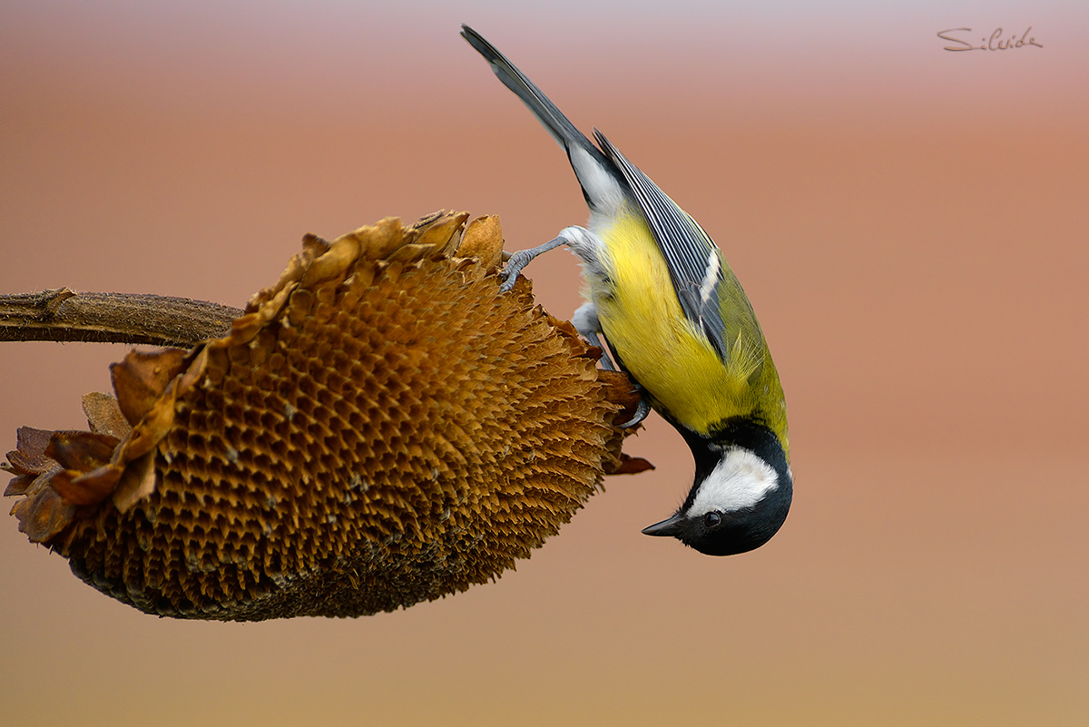 C'è qualcosa per me?