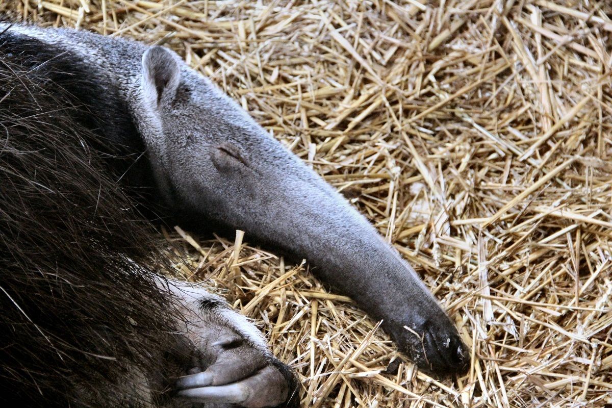 the rest of the anteater