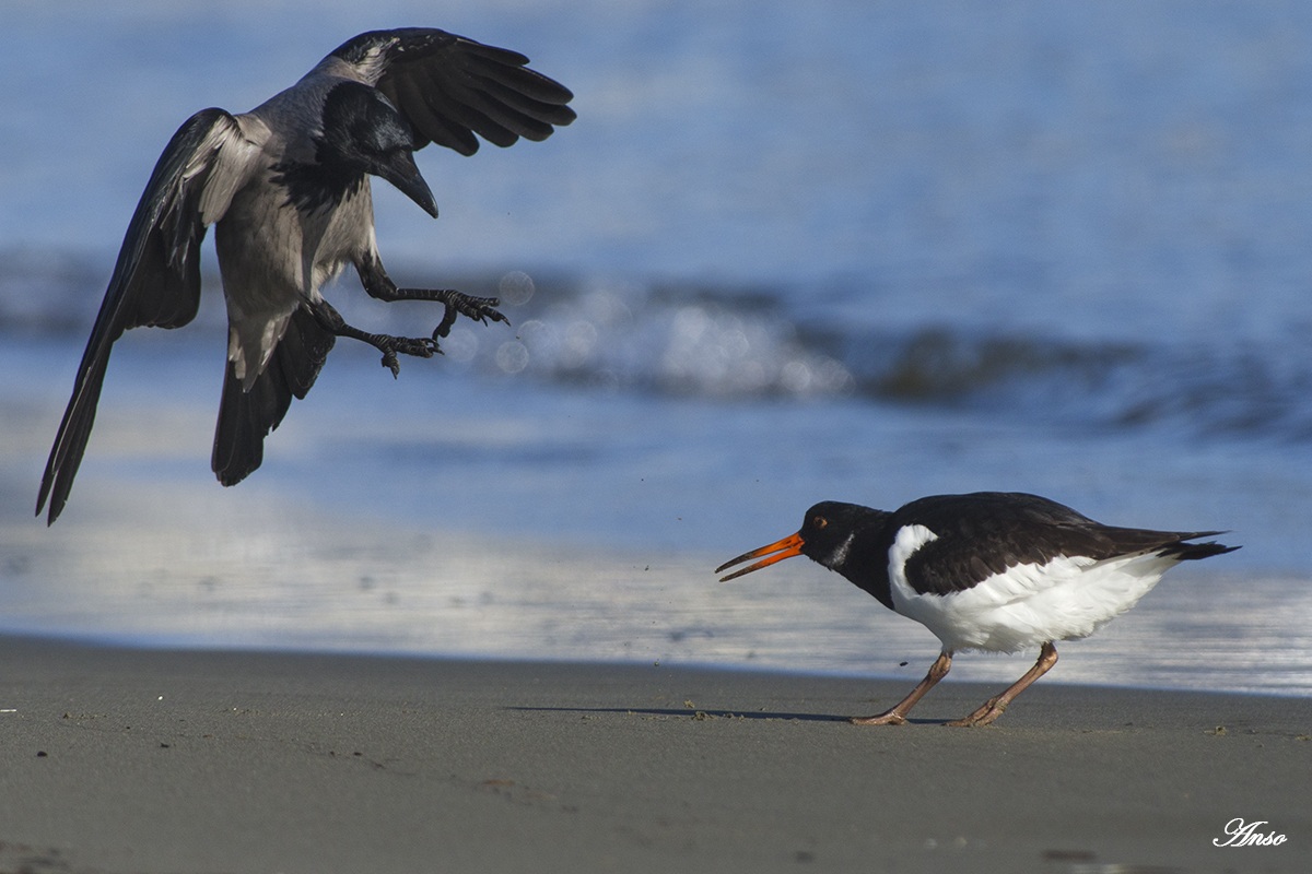 darsena di viareggio