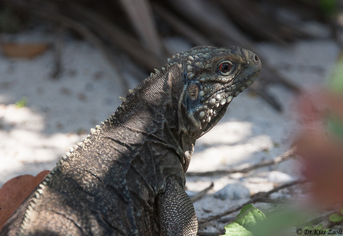 Iguana cubana