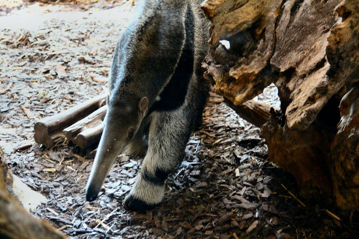 baby anteater