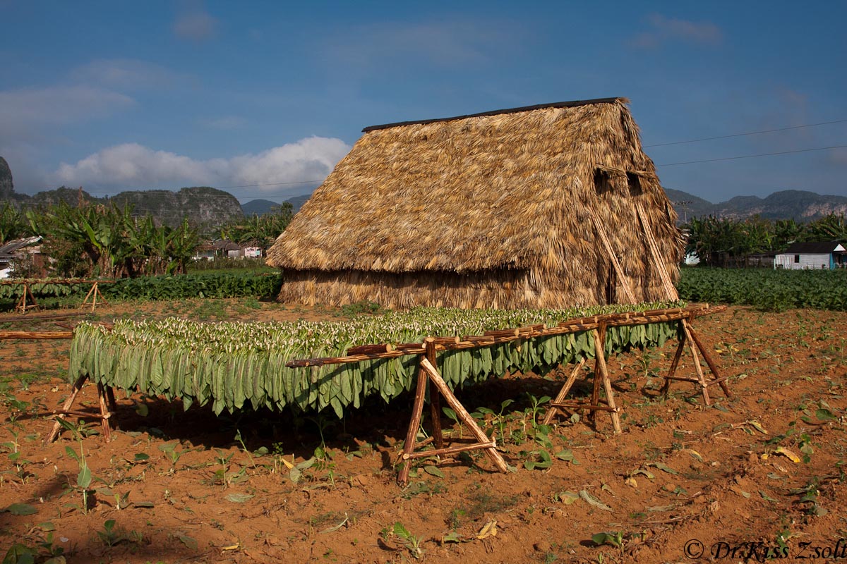 Tabacco essiccazione