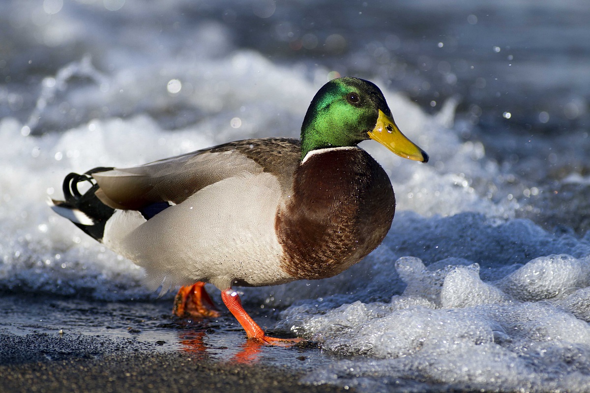 Mallard