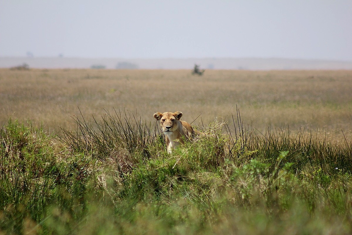 Serengeti
