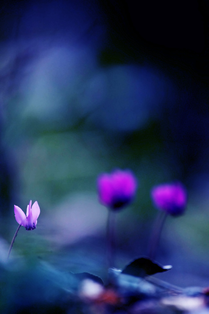 Cyclamen