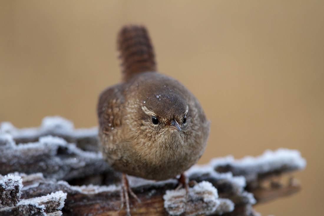 Wren