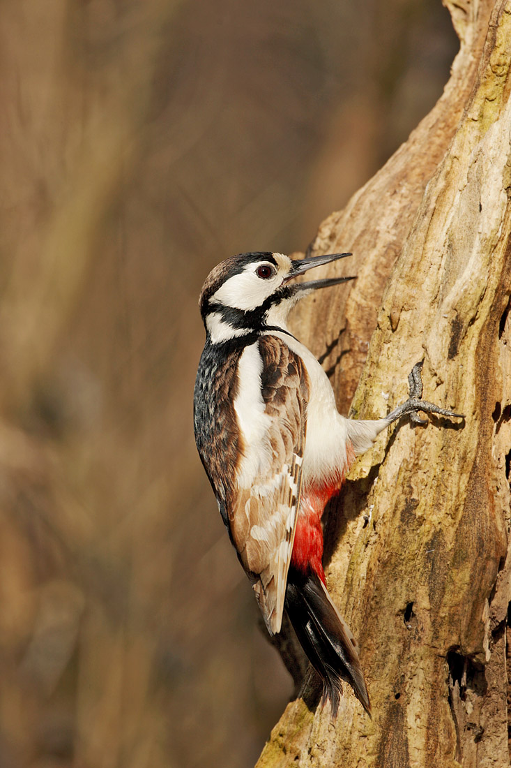 Great Spotted Woodpecker
