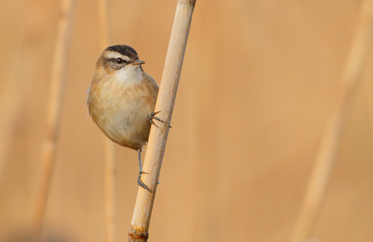 Moustached Warbler