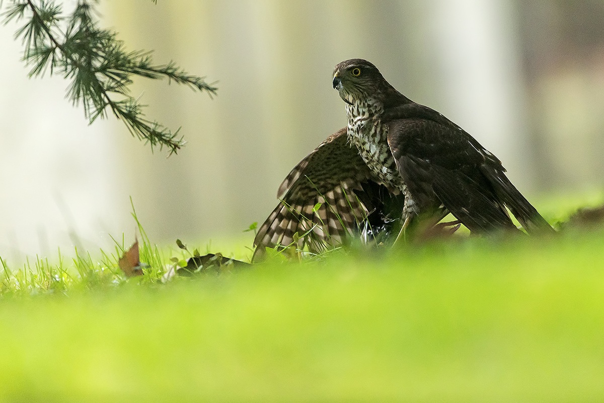 nel giardino di casa