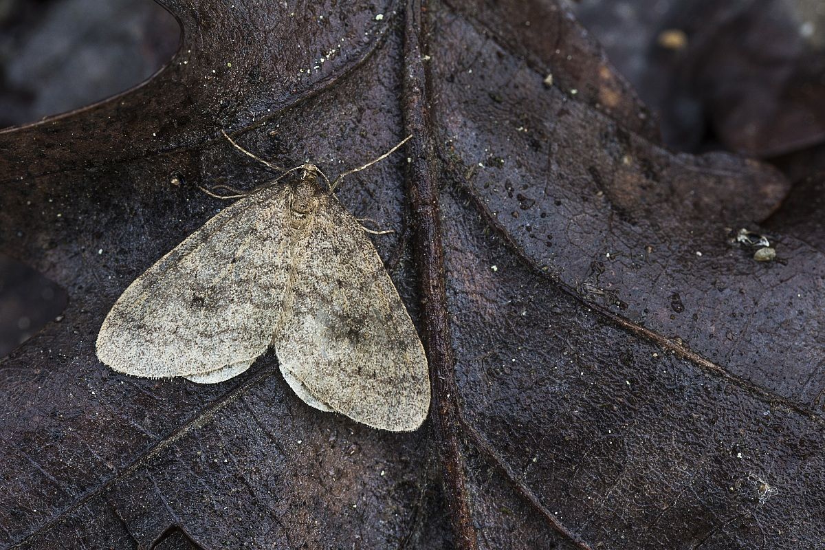 Operophtera brumata?