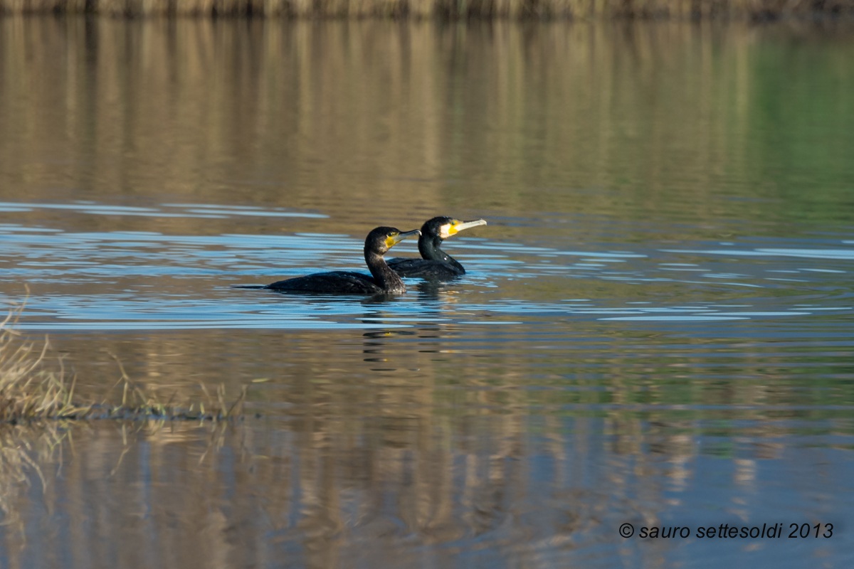 Coppia di cormorani