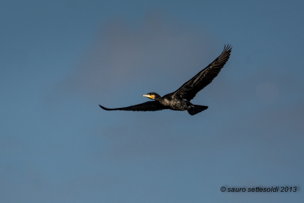 cormorano in volo