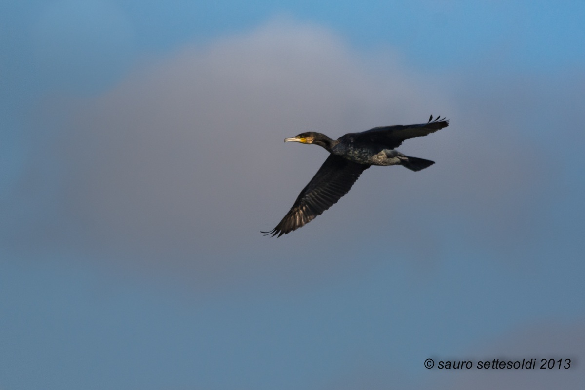 cormorano in volo