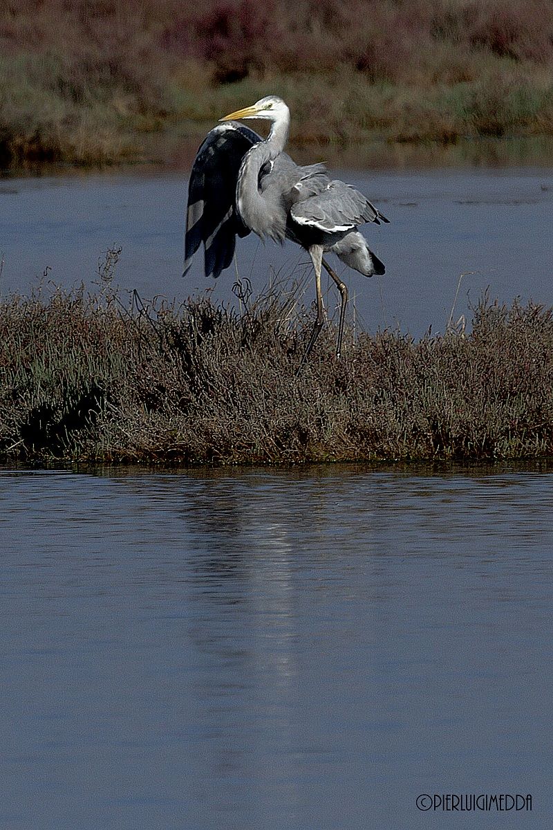 Ibrido tra cenerino e bianco maggiore?