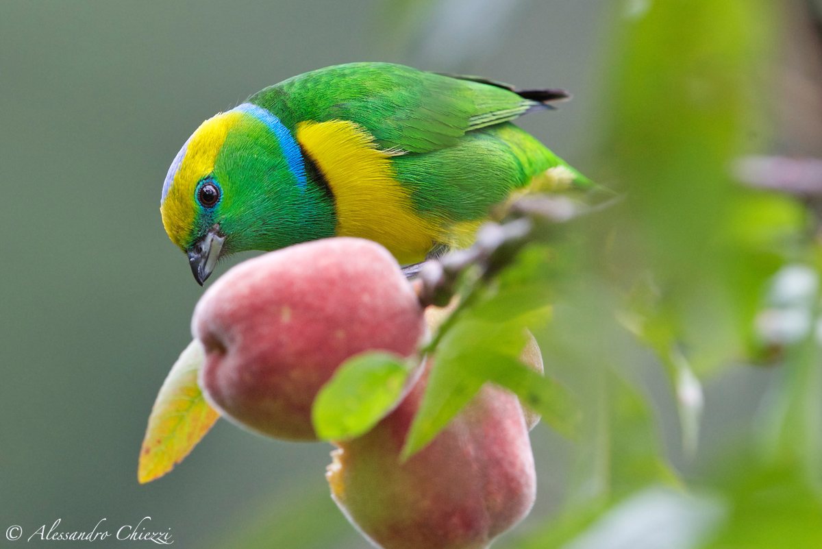Chlorophonia Callophrys