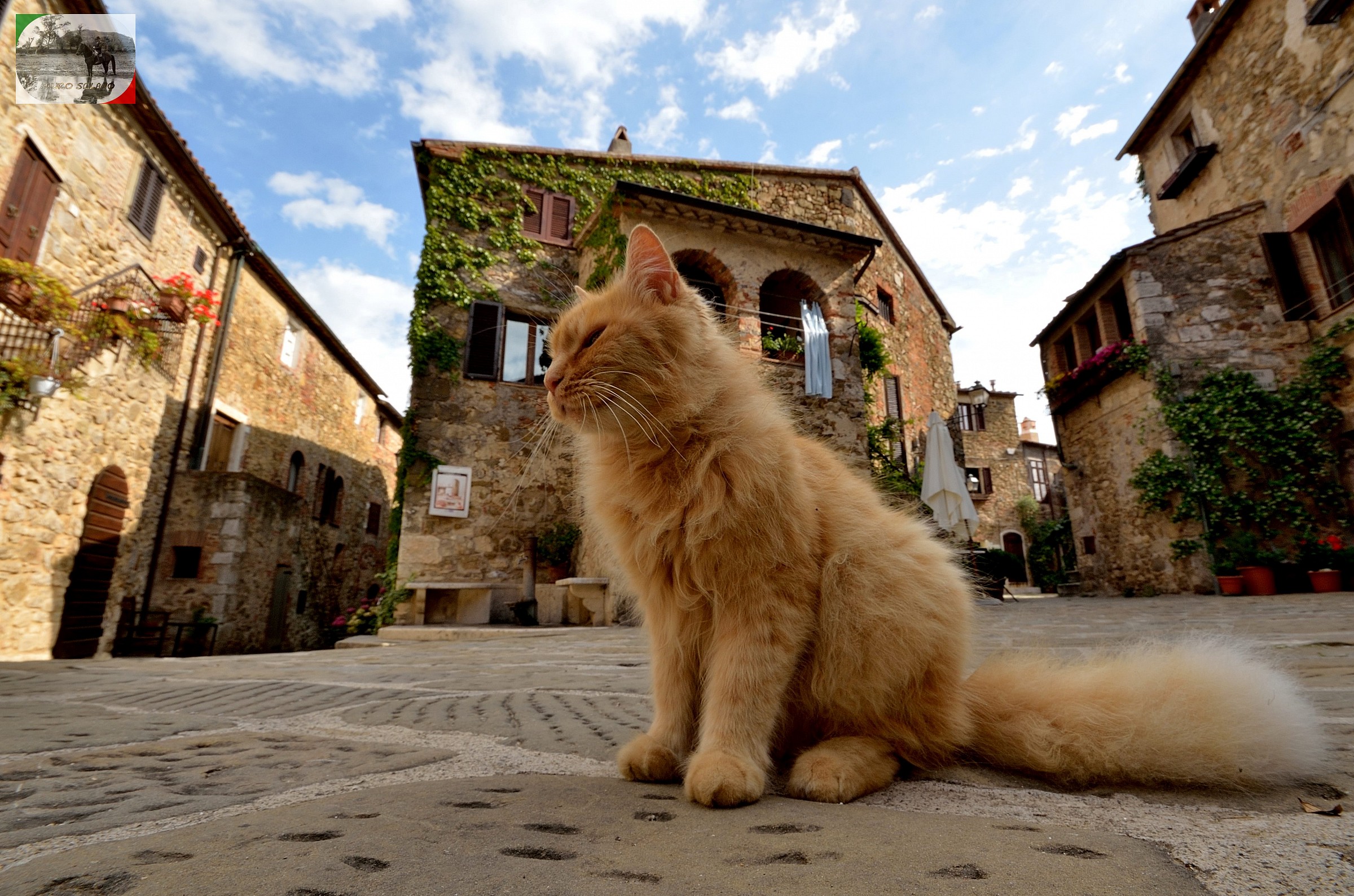 Gatto di Montemerano