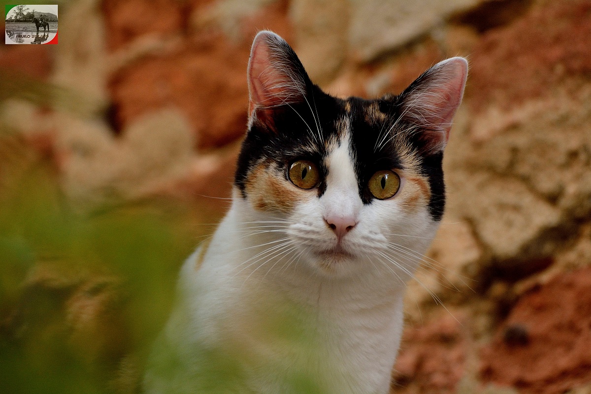 Gatto di Sant'Angelo in Colle