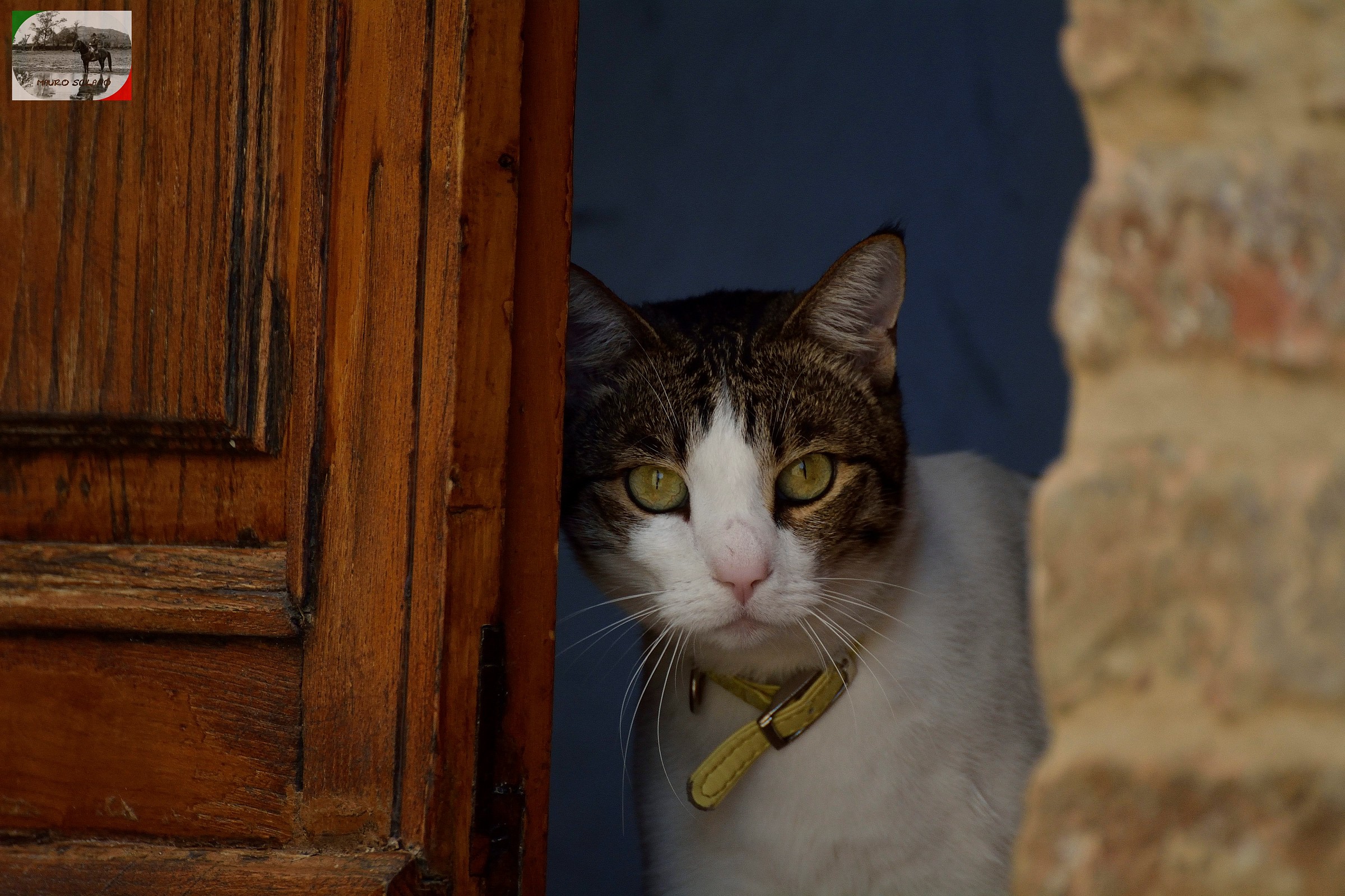Gatto di Sant'Angelo in Colle