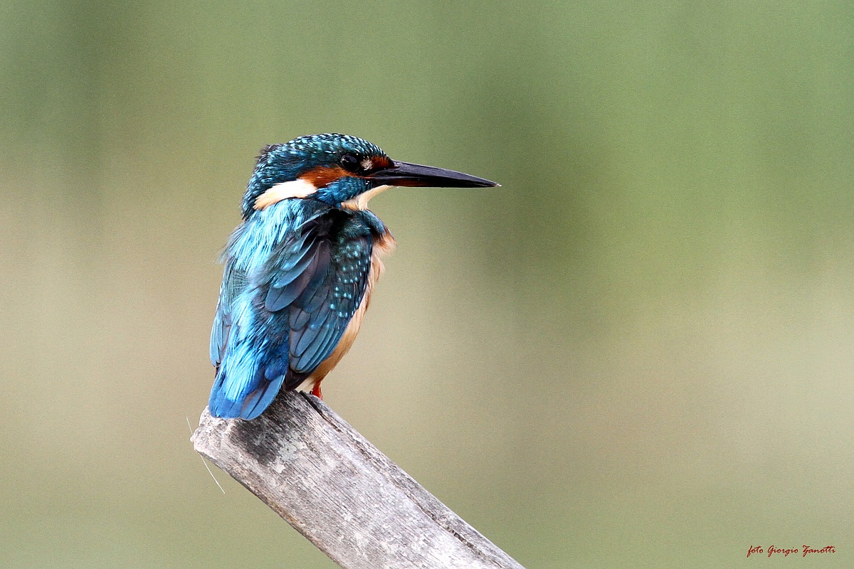 Kingfisher