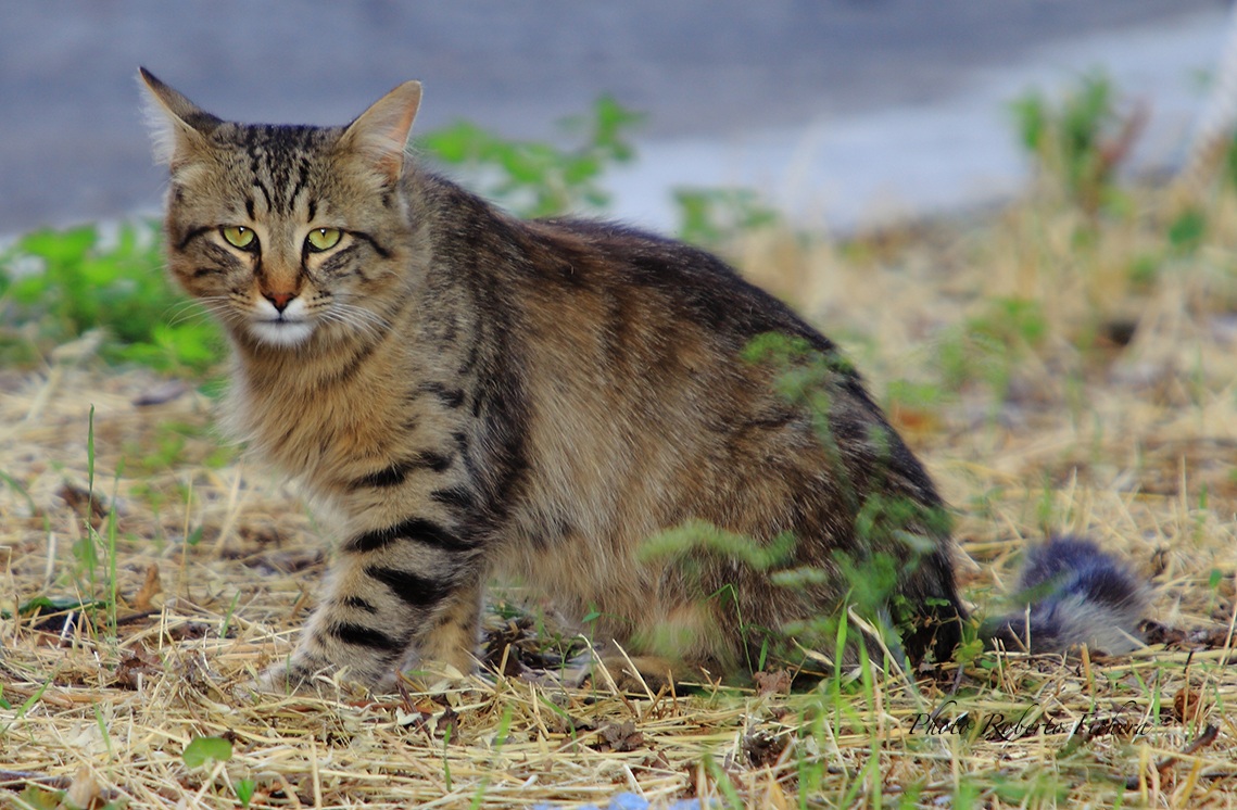 Gatto selvatico dell'Etna
