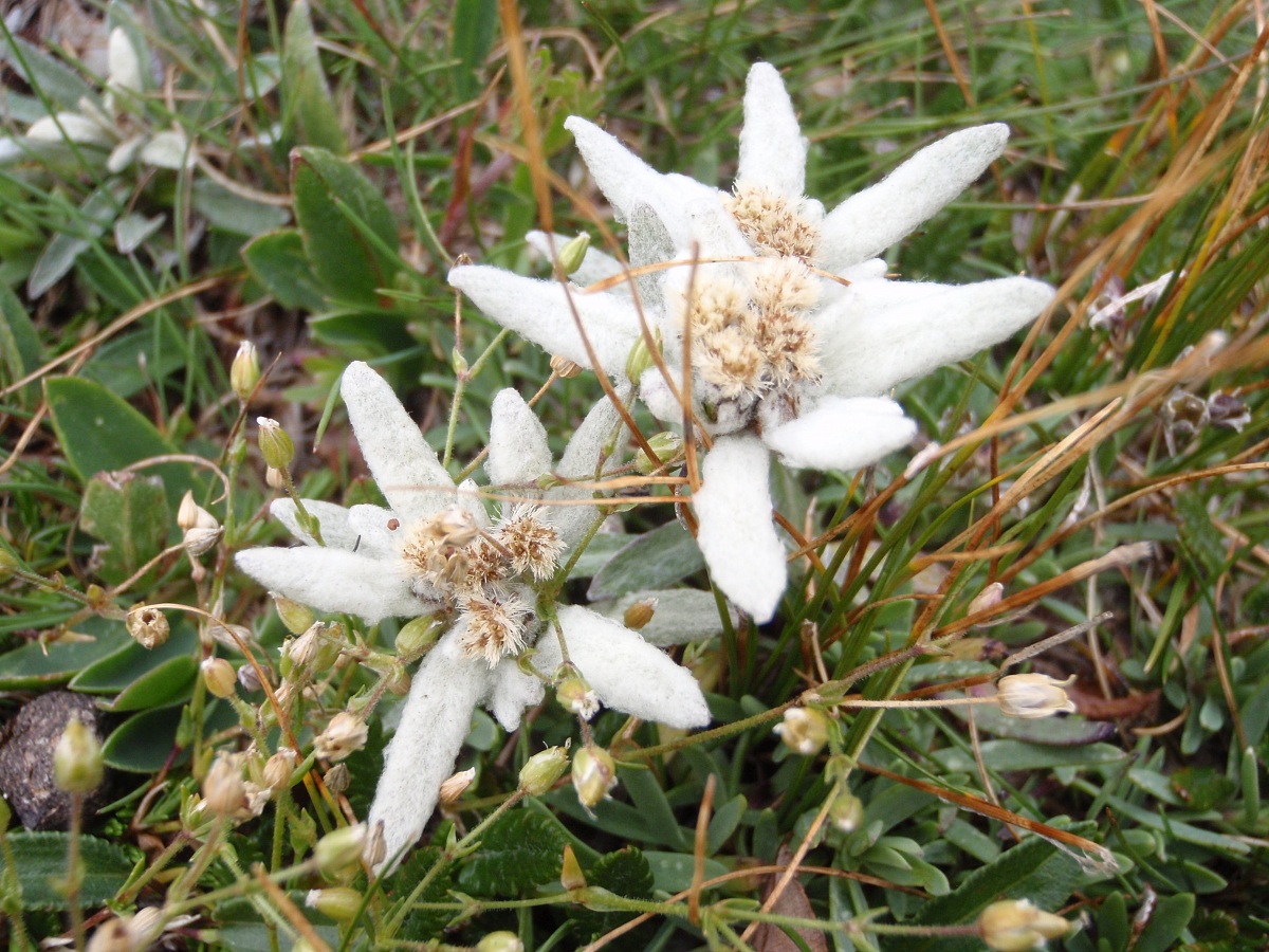 Edelweiss