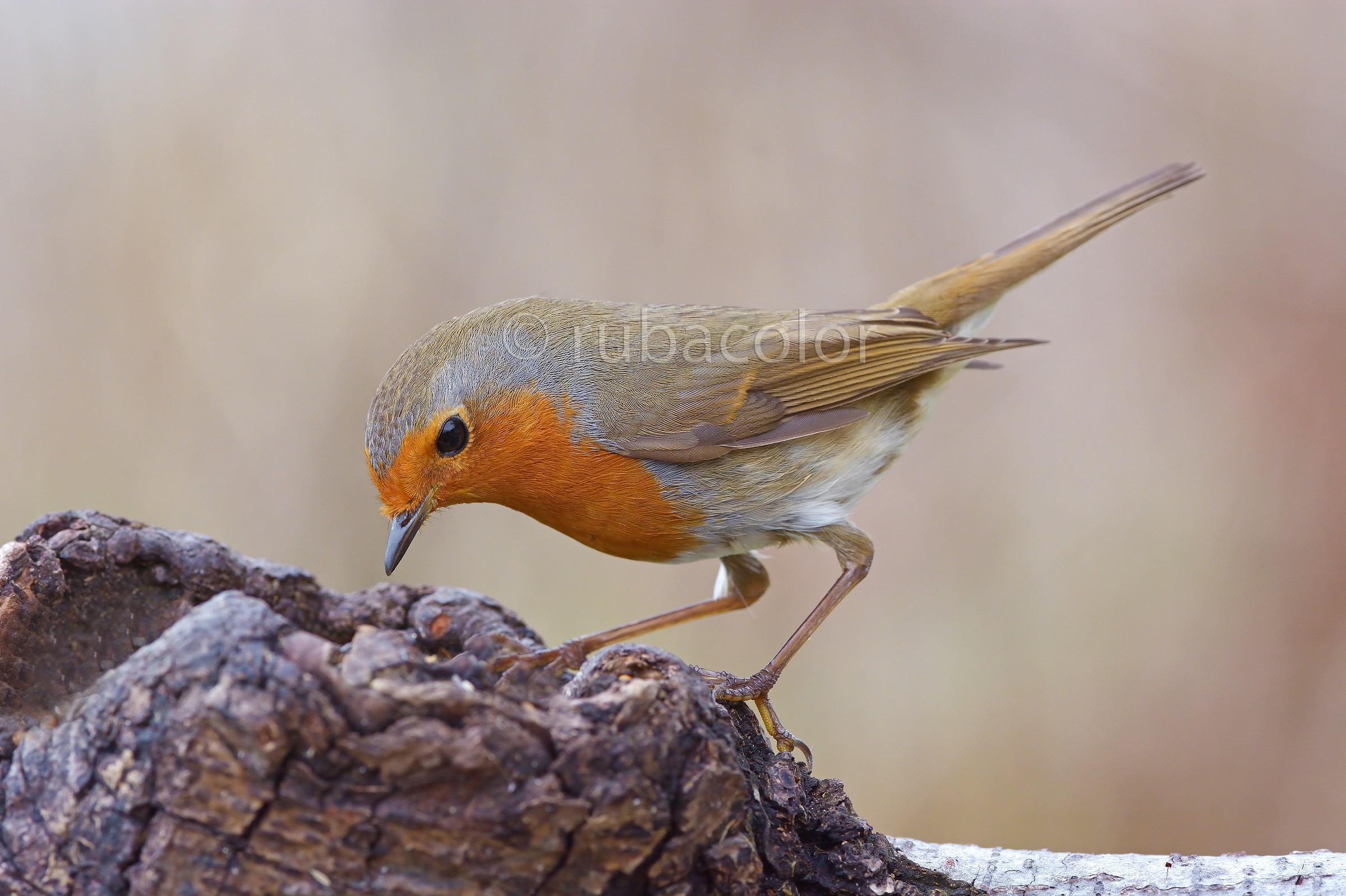 Alla ricerca del cibo