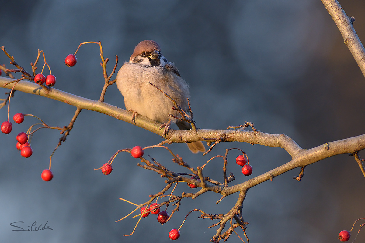 Appollaiato al tramonto