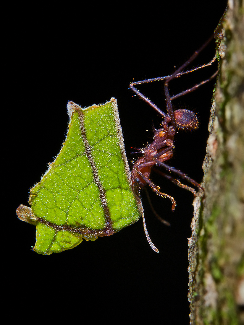 formica tagliafoglie
