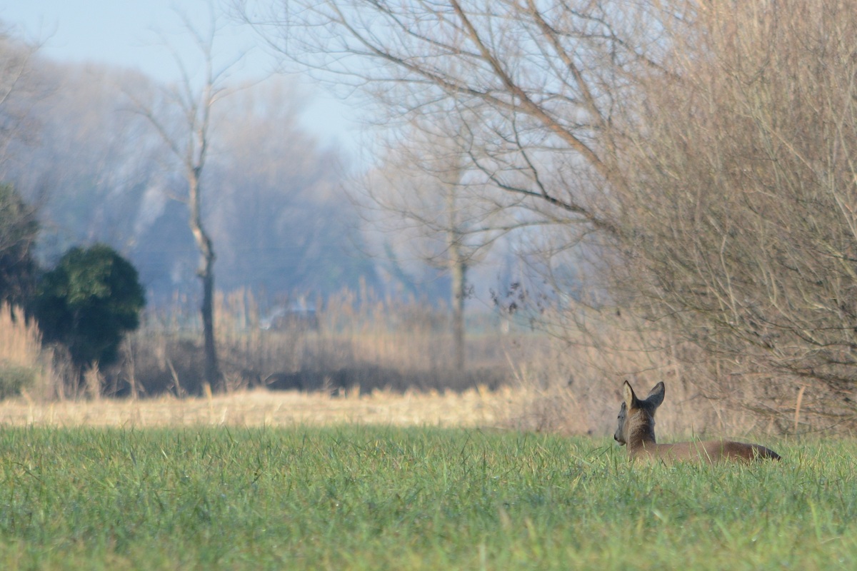 Roe deer at rest