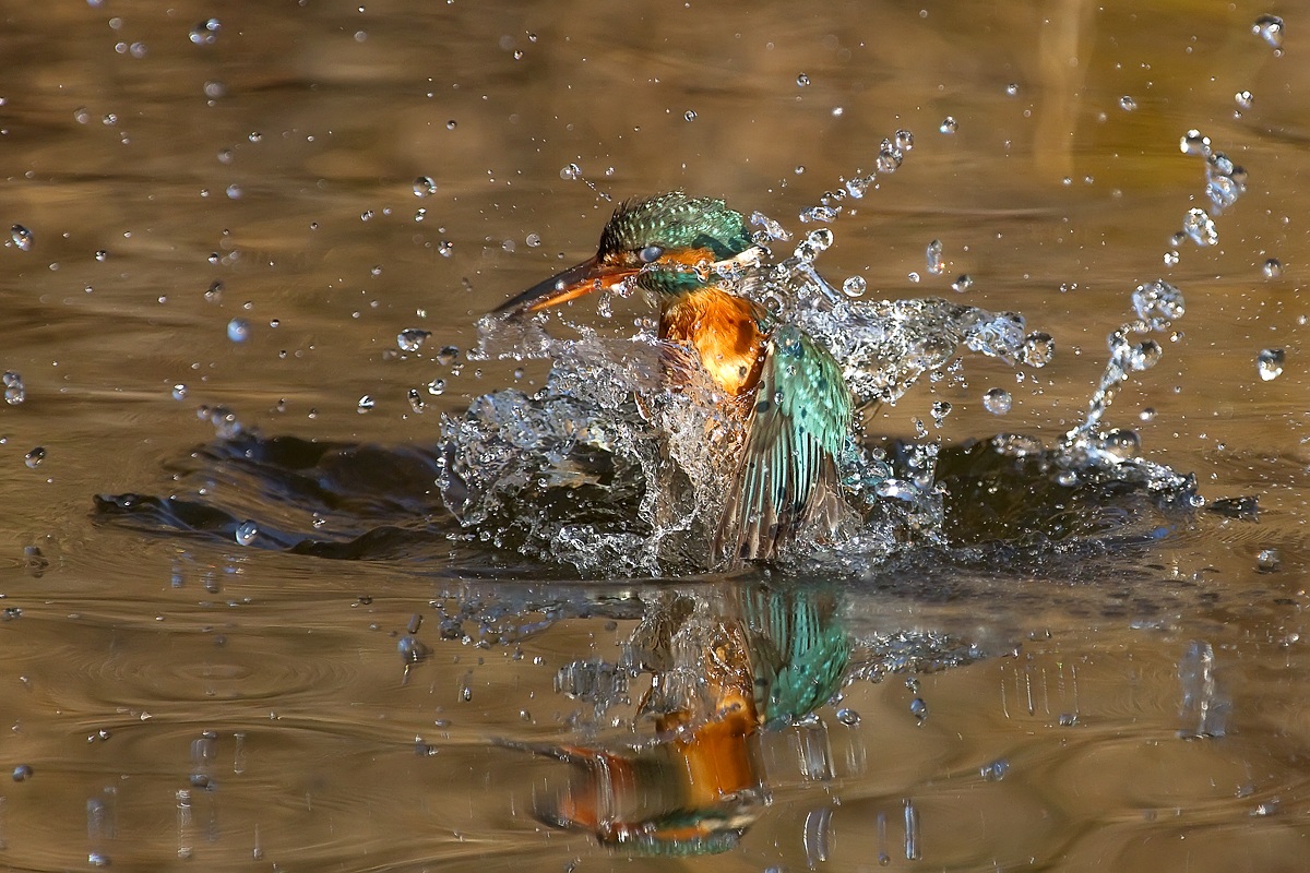 Kingfisher