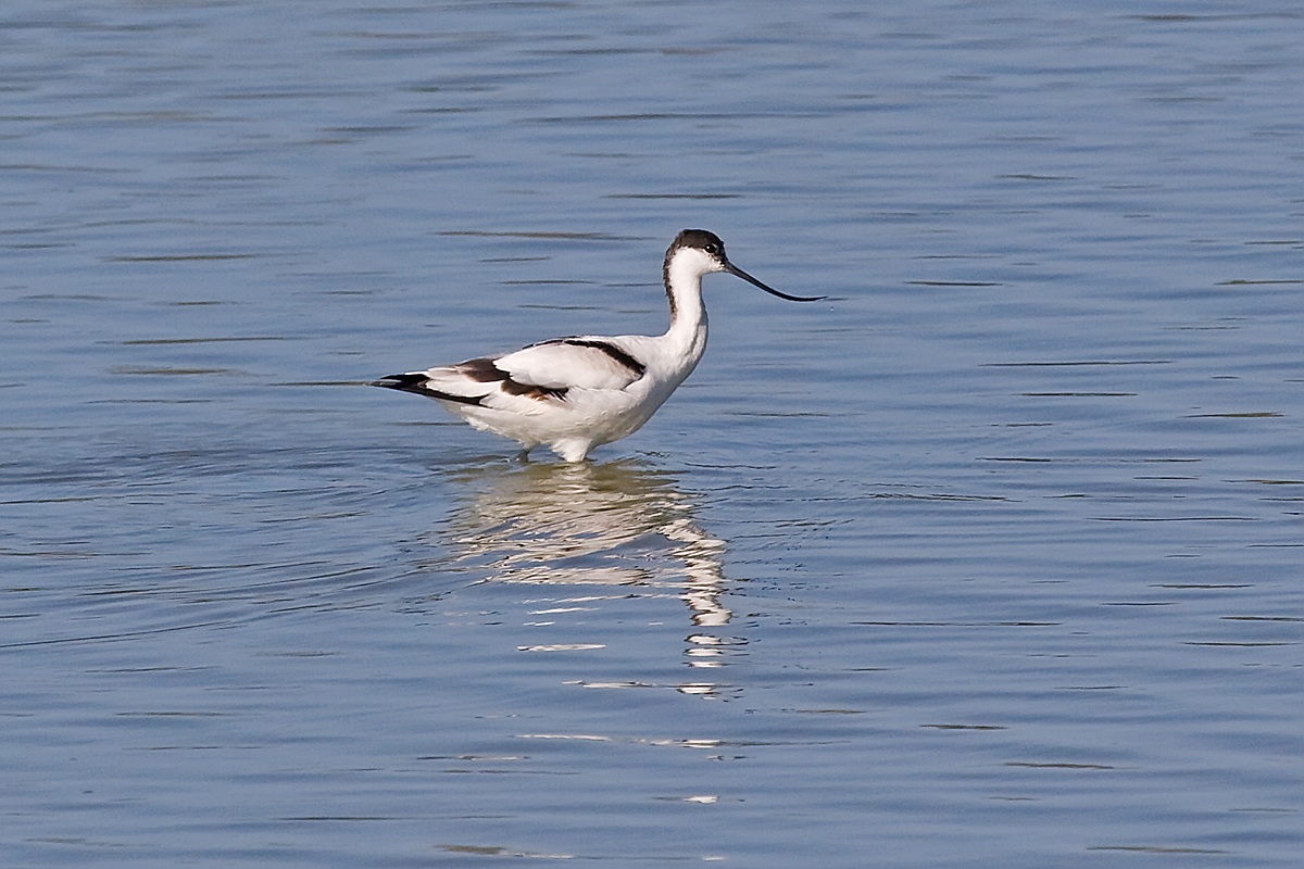 Avocetta