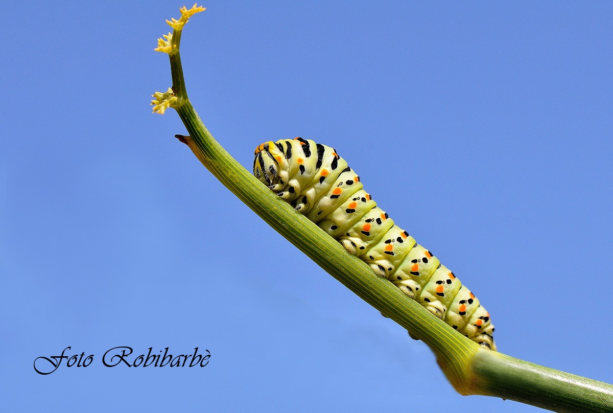 Macaone ....in erba ....