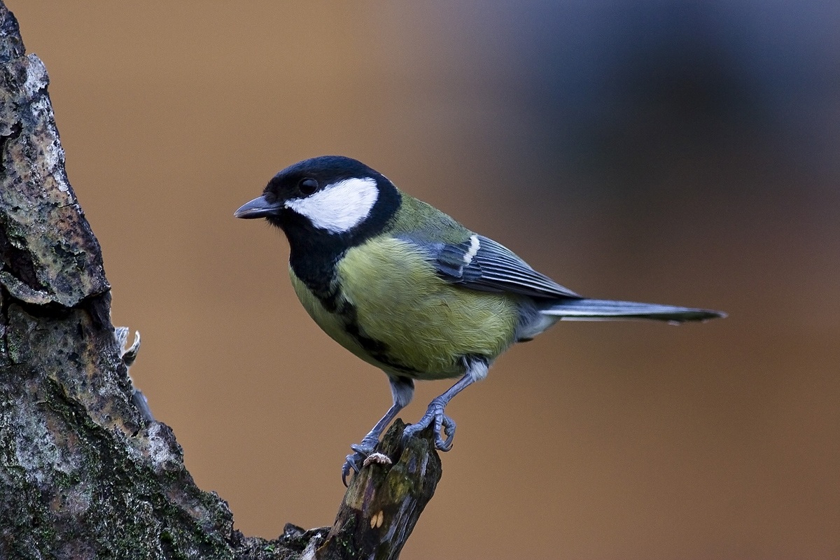 great tit