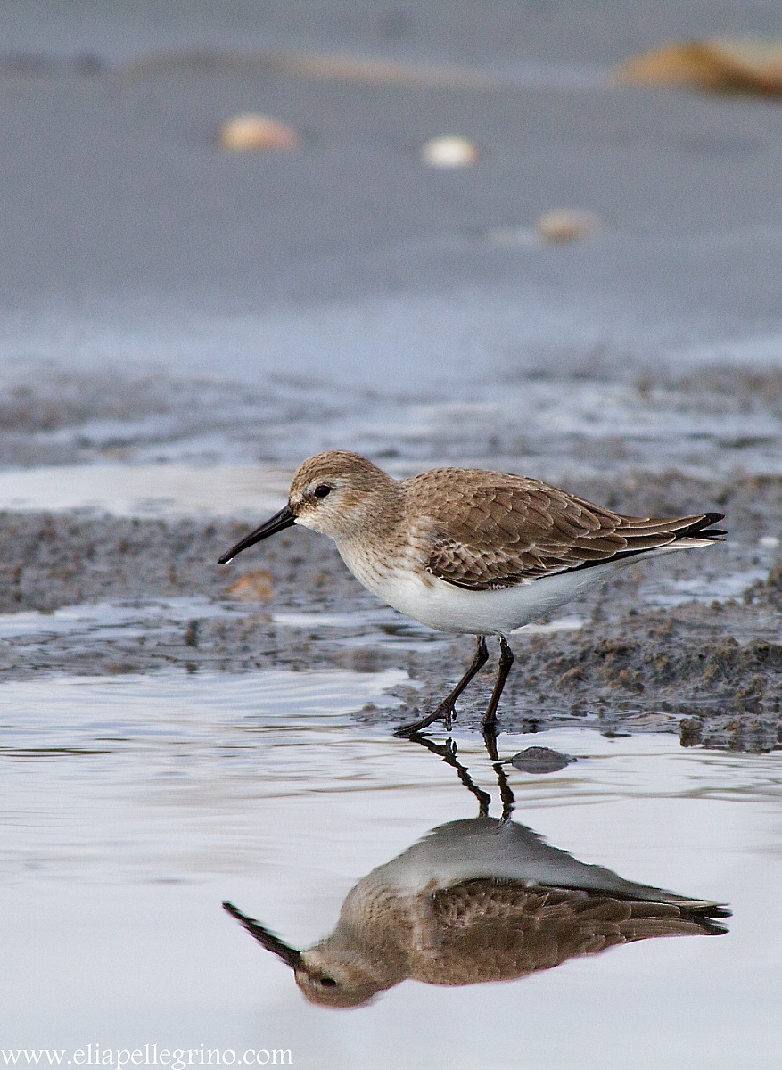 piovanello pancia nera allo specchio