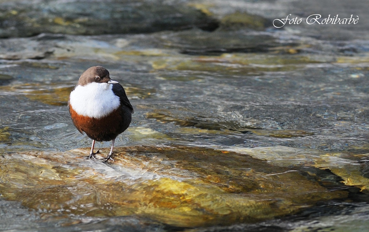 Merlo acquaiolo.. di profilo..