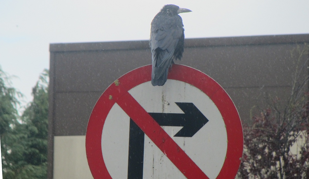 Crow and sign