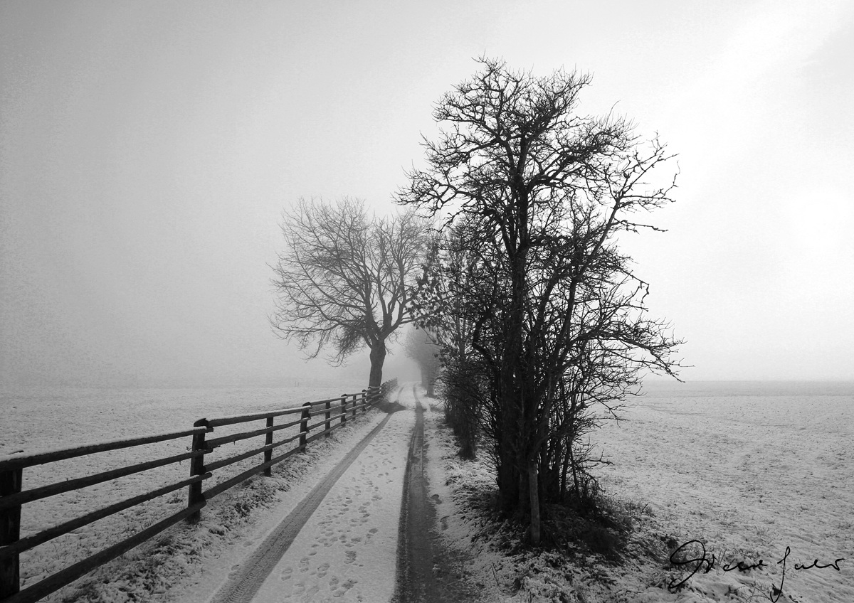 Nei pressi di Falzes (bz) 2