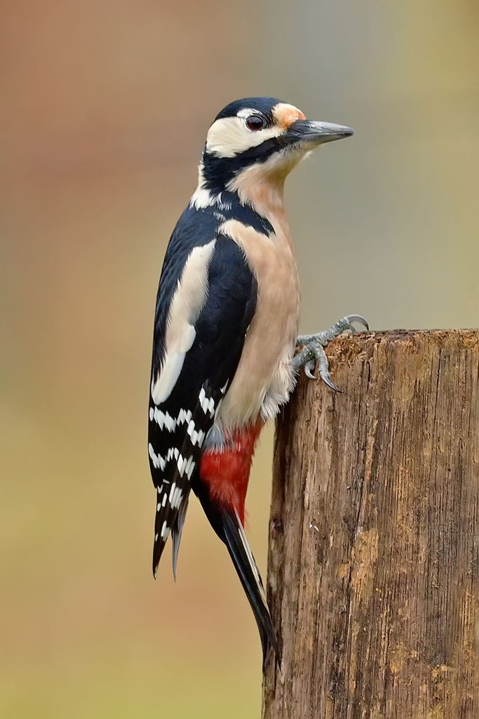 Picchio rosso maggiore - femmina